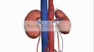 Renal CirculationBlood Supply  Anatomy Tutorial [upl. by Napoleon]