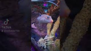 Sea life centre Birmingham Link in description for 50 off for locals [upl. by Meek]