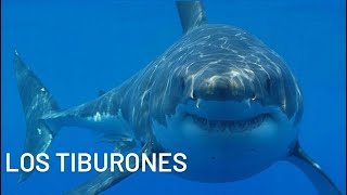 DOCUMENTAL DE LOS TIBURONES [upl. by Farrow]