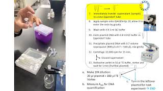 Exp 9 Plasmid Prep  Qiagen kit [upl. by Elayne]