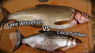 Comparing Lake Whitefish and CiscoTullibee Fish Identification [upl. by Kcirdle745]