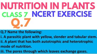 A parasitic plant with yellow slender and tabular stem  Nutrition in plants class 7 ncert solution [upl. by Arihday67]