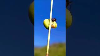 Caterpillar🐛 vs Ant 🐜 shortfeed caterpillar butterfly [upl. by Pfeifer]