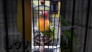 AMEL LoveBird Ngekek Cililin Kenari Panjang Istimewa [upl. by Jayson]