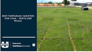 Best Turfgrass Varieties for Utah  fertilizer trials [upl. by Antonella]