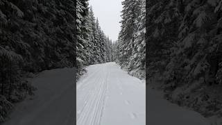 Cross country skiing in Norway crosscountryskiing snow norway [upl. by Huckaby]