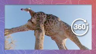 Giraffe WalkOver  Wildlife in 360 VR [upl. by Sidalg828]