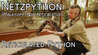 Netzpython Reticulated Python Malayopython reticulatus Reptilium  Folge 5 with English subtitle [upl. by Roanne579]