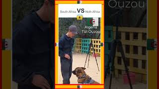 Dog training South Africa VS North Africa Algeria [upl. by Mcwherter]