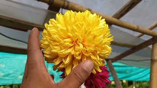 Chrysanthemums Varieties  Chrysanthemums collection  Propagation of Chrysanthemums  Gadawari [upl. by Reddin]