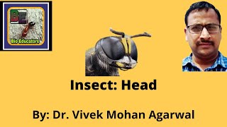 Insect Head Morphology amp Anatomy [upl. by Maddeu]