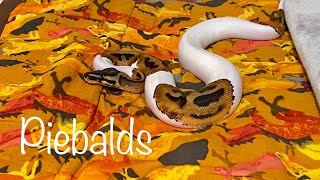 Piebald Animals horses dogs snakes and cats [upl. by Oludoet56]