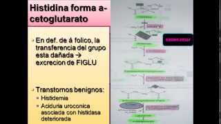 BIOQUIMICA DE PROTEINAS CLASE 2 CATABOLISMO DE ESQUELETOS DE CARBONO DE AMINOACIDOS [upl. by Dleifrag]