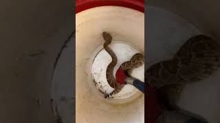 Removing a rattlesnake from a backyard [upl. by Adlemy]