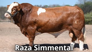 Raza de ganado Simmental La segunda raza mas popular en el mundo [upl. by Cazzie]