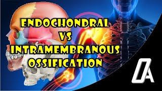 Endochondral vs Intramembranous Ossification  Growth amp Development  Orthodontic Atheneum [upl. by Winters]