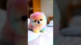 Teacup Dog Online Order Kaise Kare  Pomeranian puppies viralshorts shorts trending rajesh5g [upl. by Ainosal]