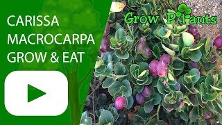 Carissa macrocarpa  grow care amp eat [upl. by Mcneely]