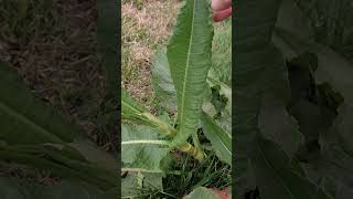 Planta lengua de vaca Knautia arvensis en primavera plantas [upl. by Aohsoj]