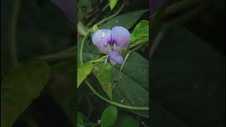 Vigna Unguiculata Fabaceae family nature trending garden forest gardening gardenplant flora [upl. by Hsekar682]