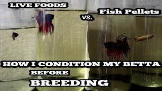 BETTAFISH BREEDINGPART 1 PAIRING AND THE MATERIALS NEEDED IN BREEDINGTAGALOG Wenglish sub [upl. by Ennahtebazile537]