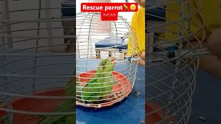 Rescued parrot  feeding parrot 🦜 parrot shorts rescue [upl. by Atalya343]