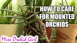 How to care for mounted orchids [upl. by Ihsorih932]