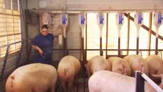 Inside a Cargill pig barn [upl. by Neumann]