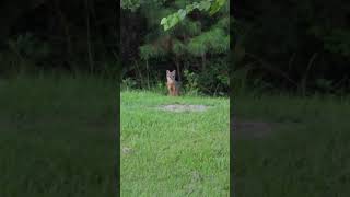 Fox watching grass cutting [upl. by Aramat278]