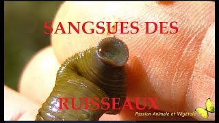 Les Sangsues en France ici les sangsues des ruisseaux [upl. by Panta]