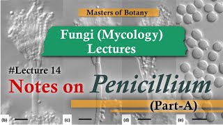 Lecture 14  Penicillium Life cycle  Fungi Mycology Lecture  Notes [upl. by Kennie]