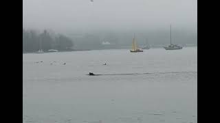 English Bay Pinniped [upl. by Moses]