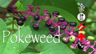 Pokeweed Poison Edible Medicinal amp Other Uses [upl. by Immanuel]