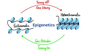 DNA Organisation amp Epigenetics  Molecular Biology  Biochemistry  USMLE Step 1 [upl. by Ioves]