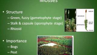 Mosses Liverworts and Hornworts Chapter 4 Section 3 [upl. by Freiman]