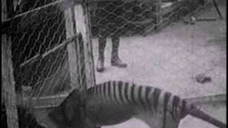 Historical thylacine Tasmanian Tiger film 1  Beaumaris Zoo Hobart 27 September 1911 [upl. by Danell]