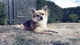 paroxysmal dyskinesia chihuahua part 1 [upl. by Akahs]