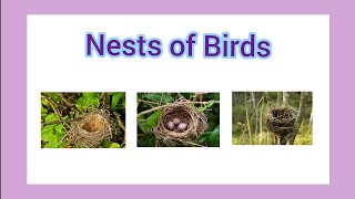 Nests of Birds  Teaching ideas for parents [upl. by Christalle]