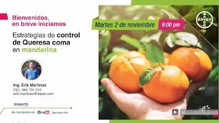 Estrategias de control de Queresa coma en mandarina  Agro Bayer Perú [upl. by Enidlareg]