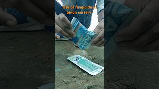 Use of fungicide in onion nursery iansddu ddugkpuniversitygkp agriculture [upl. by Suzi414]