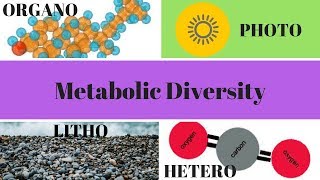 Heterotrophs Autotrophs Phototrophs and Chemotrophs [upl. by Rockefeller504]