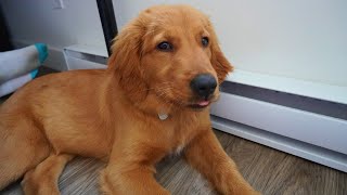 Red Golden Retriever  Golden puppy turning 4 month old ゴールデンレトリバー [upl. by Inge]