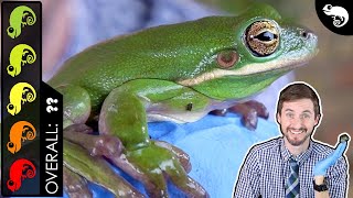 Green Tree Frog The Best Pet Amphibian [upl. by Heinrich]