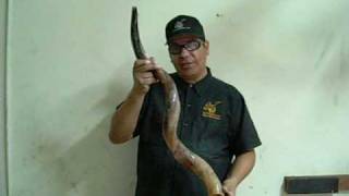 El Shofar Como hacer que luzca brillante a lo maximo y que suene espectacular [upl. by Guenna]