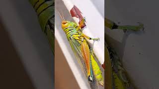 Grasshoppers in Action Incredible Footage of Their HighFlying Jumps [upl. by Araid]