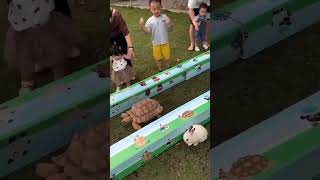 The race between rabbit amp Torties comedy funny real 😱😱😱😱🤭🤭 [upl. by Damiano]