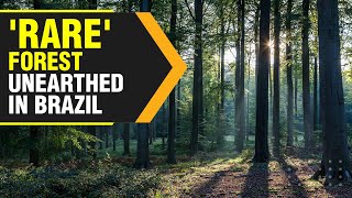 290yearold rare forest with extinct variety of trees found in Brazil  WION Originals [upl. by Perren]