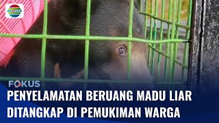 Beruang Madu Meneror Warga Sampit Akhirnya Berhasil Ditangkap  Fokus [upl. by Asyen299]