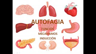 Autofagia funciones y mecanismos  Biomed Channel [upl. by Rizika]