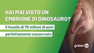 Hai mai visto un embrione di dinosauro Ritrovato fossile di oviraptosauro di 70 milioni di anni fa [upl. by Aihseken]